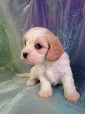 White and apricot male cavachon pup for sale #4  DOB 10-25-14 Always the best choice of breeders within all of Wisconsin, Illinois, Iowa, and Minnesota.